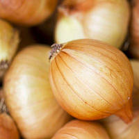 Цибуля-шалот Еллоу Мун (Yellow Moon) 500 г