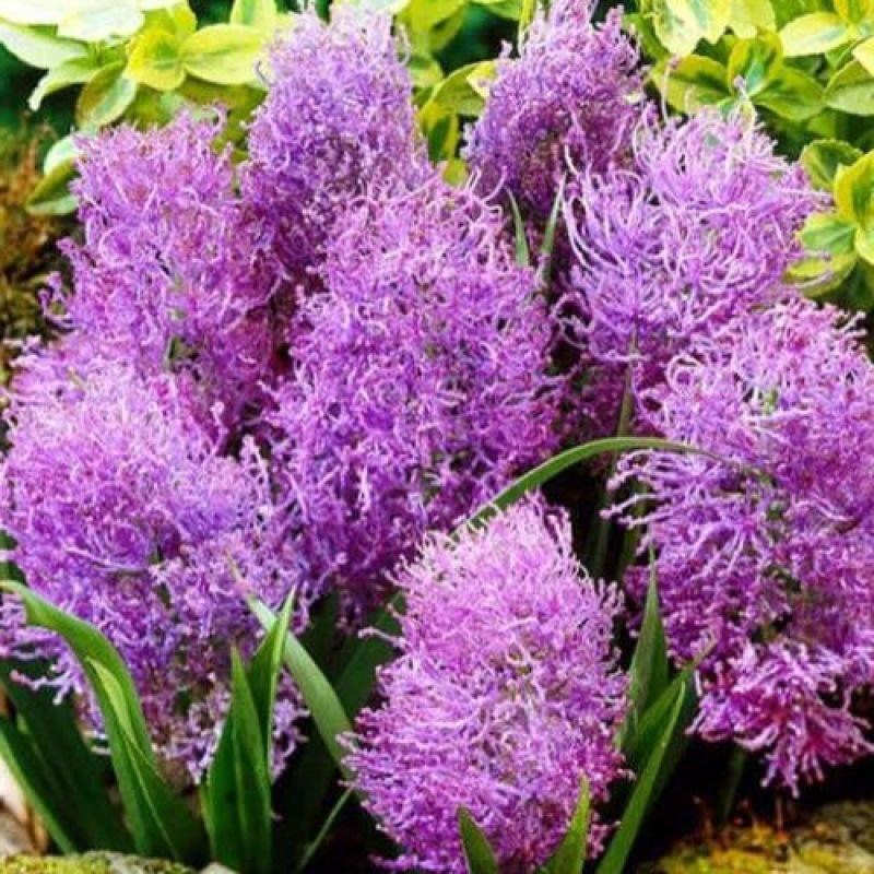 Мускарі Comosum 6+