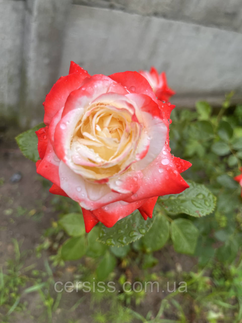 Роза Імператриця Фарах саджанці в горщиках Rose  Imperatrice Farah, фото 1
