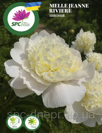 Півонія трав'яниста M-lle Jeanne Riviere, фото 1