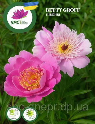 Півонія Betty Groff