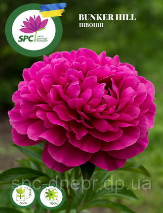 Півонія Bunker Hill, фото 1