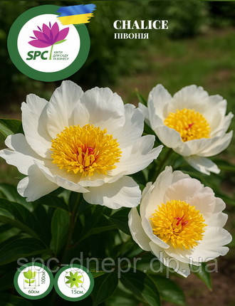 Півонія Chalice, фото 2