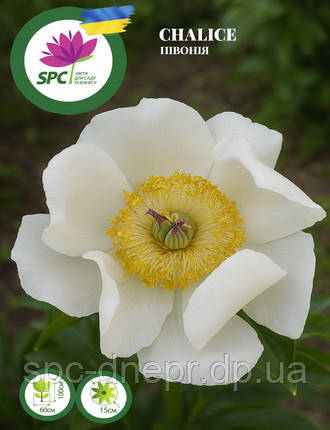 Півонія Chalice, фото 1