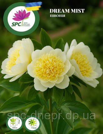 Півонія Dream Mist, фото 1