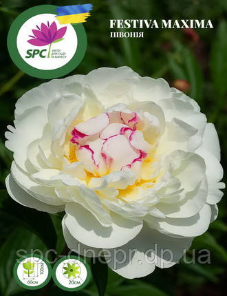 Півонія Festiva Maxima