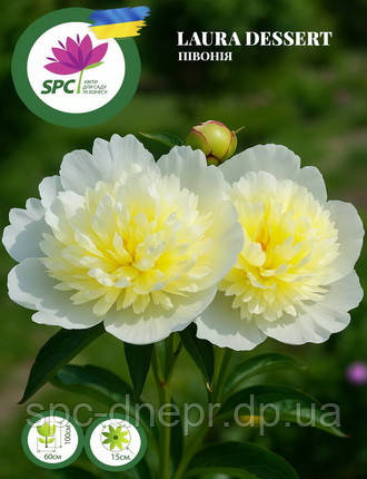 Півонія Laura Dessert, фото 1