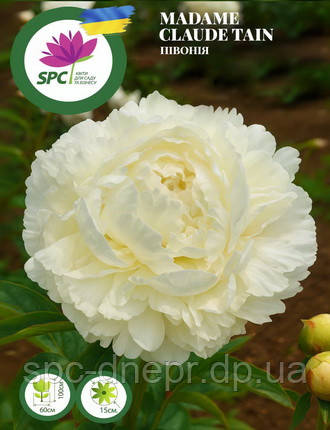 Півонія Madam Claude Tain, фото 1