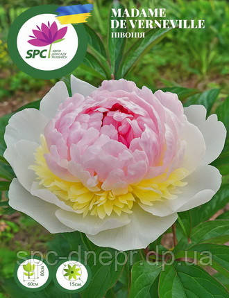 Півонія Madame De Verneville, фото 1