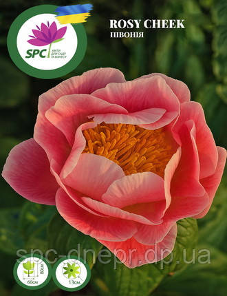 Півонія Rosy Cheek