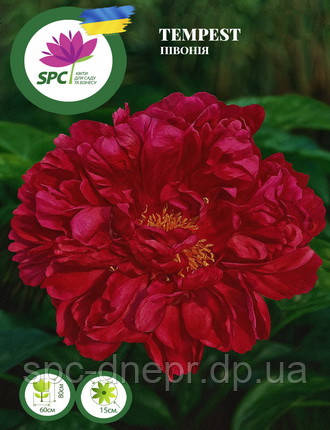 Півонія Tempest, фото 1