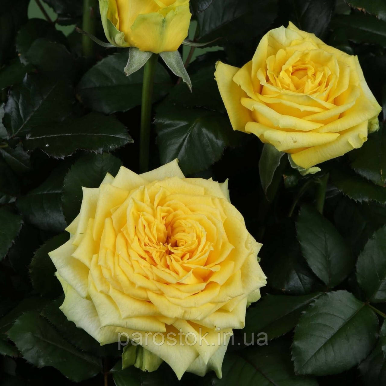 Троянда Кантрі Папілон. Чайно-гібридна. (вв), фото 1