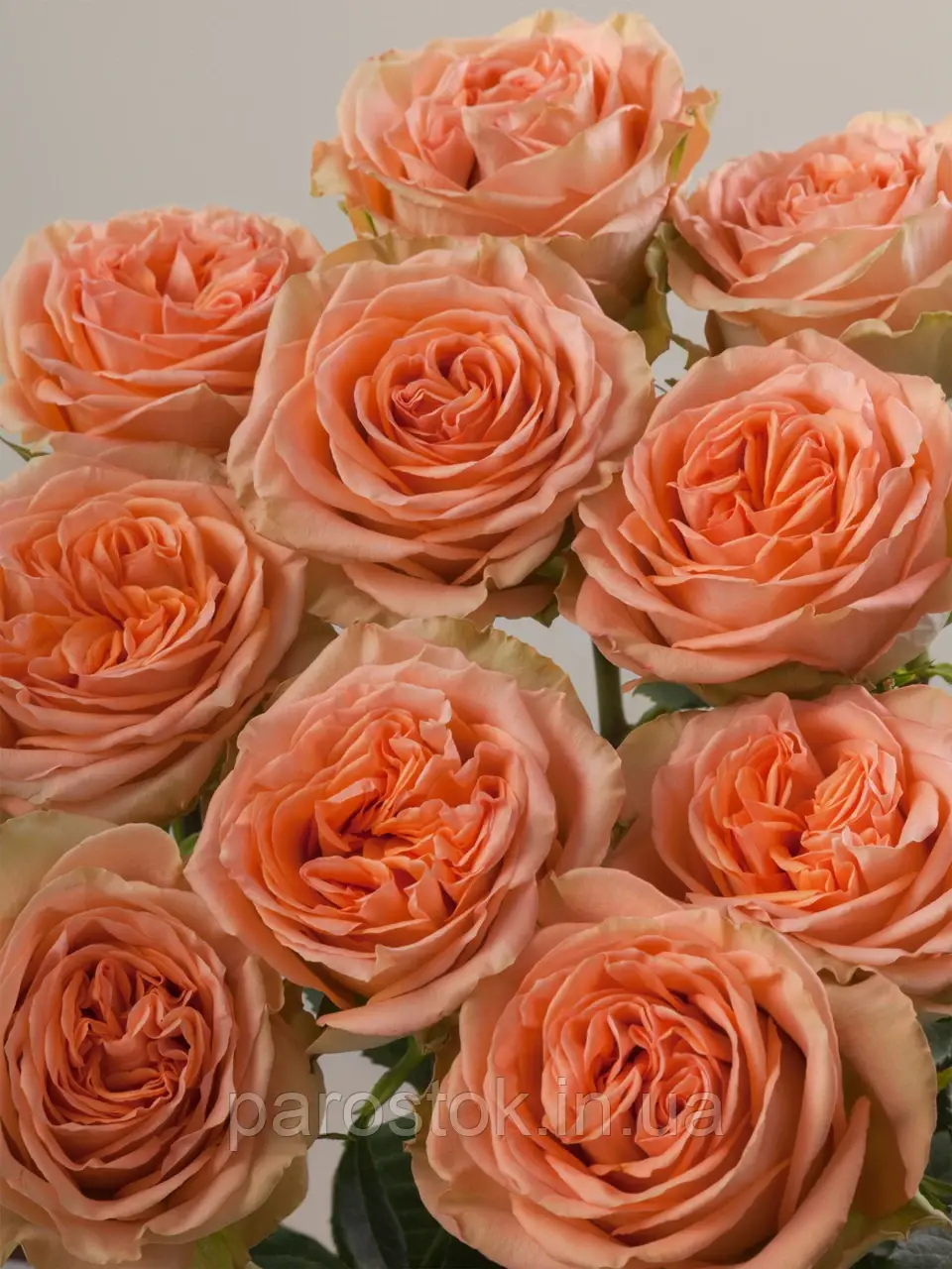 Троянда Кантрі Хоум. Чайно-гібридна. (вв), фото 1