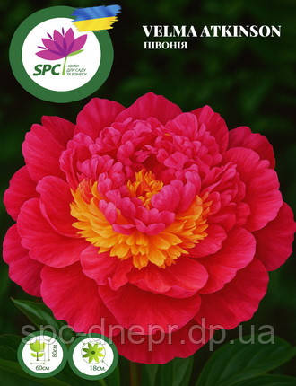 Півонія Velma Atkinson, фото 1