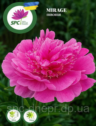 Півонія Mirage, фото 1