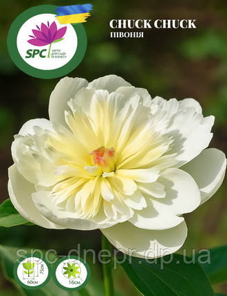 Півонія Chuck Chuck, фото 1