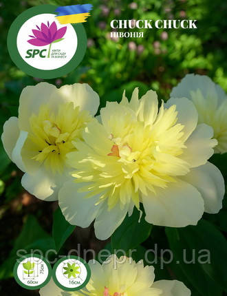 Півонія Chuck Chuck, фото 2