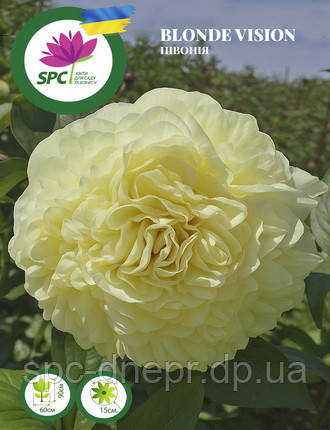 Півонія Blonde Vision