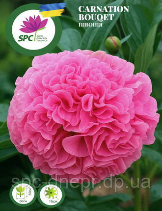 Півонія Carnation Bouqet