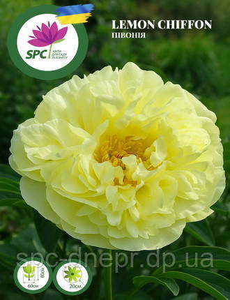 Півонія Lemon Chiffon, фото 1