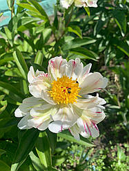 Півонія Peppermint Twist  корінь 3-5 вічок