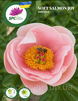 Півонія Soft Salmon Joy, фото 1