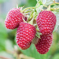 Малина Королівська