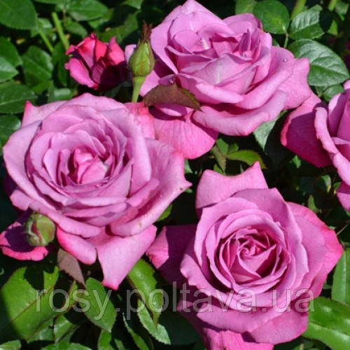 Блю Вандер (Wonder Blue), фото 1