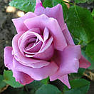 Блю Вандер (Wonder Blue), фото 4