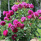 Блю Вандер (Wonder Blue), фото 2