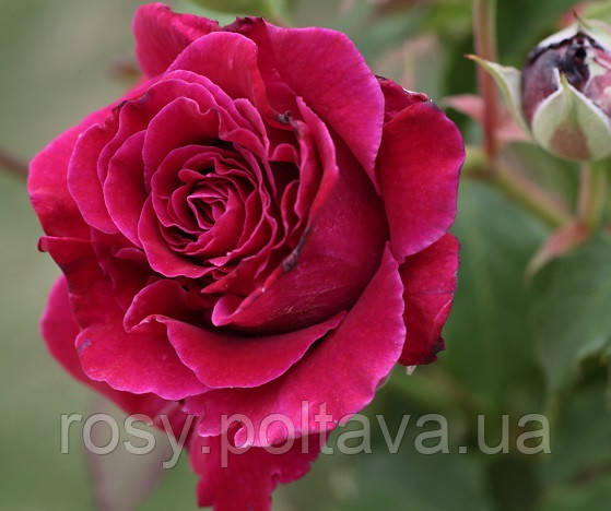 Сент оф Вумен (Scent of Woman ), фото 1