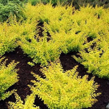 Барбарис Тунберга Golden Carpet 3 річний, Барбарис Тунберга Голден Карпет, Berberis thunbergii Golden Carpet, фото 2