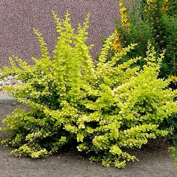 Барбарис Тунберга Golden Carpet 3 річний, Барбарис Тунберга Голден Карпет, Berberis thunbergii Golden Carpet