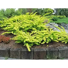 Барбарис Тунберга Golden Carpet 3 річний, Барбарис Тунберга Голден Карпет, Berberis thunbergii Golden Carpet, фото 4
