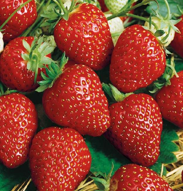 Полуниця Перший Урожай