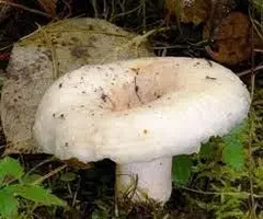 Гриби Грузді мариновані. Ціна за 1ну літрову банку