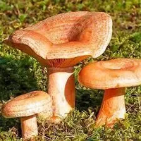 Гриби Рижики мариновані. Ціна за 1ну літрову банку