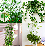 Настінні кліпси для кріплення та підв'язки рослин, 1 шт Зелені, фото 3