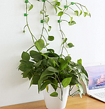 Настінні кліпси для кріплення та підв'язки рослин, 1 шт Зелені, фото 5