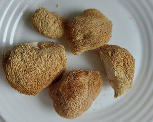 Їжовик гребінчастий сушений, цілий - 100гр. (Левова грива, Геріцій)