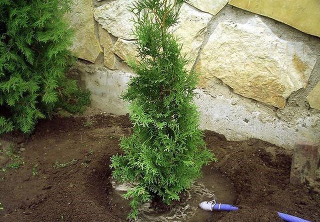 кипарис, вирощування кипарису, посадка кипарису, догляд за кипарисом, обрізка кипарису, укриття кипарису на зиму