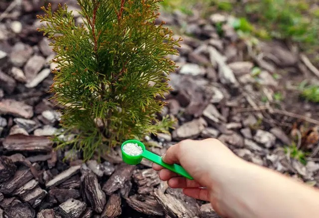 кипарис, вирощування кипарису, посадка кипарису, догляд за кипарисом, обрізка кипарису, укриття кипарису на зиму