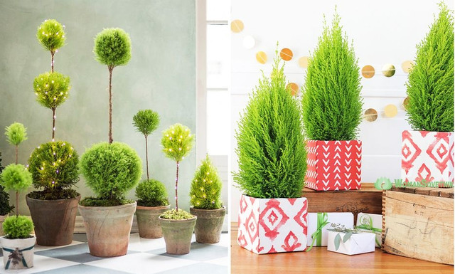 кипарис, вирощування кипарису, посадка кипарису, догляд за кипарисом, обрізка кипарису, укриття кипарису на зиму