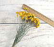 Сухоцвіт геліптерум Гумбольта. 15 шт, фото 2