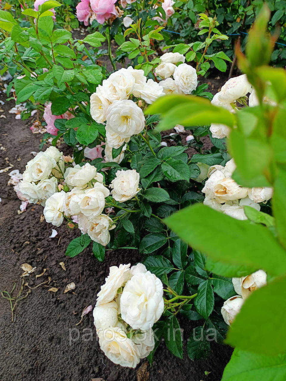 Троянда Букет Парфе, фото 1