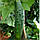 Насіння Огірок "Фенікс 640"  1г., фото 3