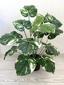 Штучна диффенбахія.Декоративна рослина ( 67 см ).