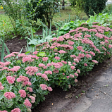 Очиток видний саджанцы в горщиках Sedum spectabile, фото 2