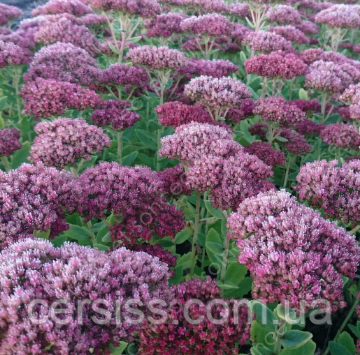 Очиток видний саджанцы в горщиках Sedum spectabile, фото 1