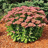 Очиток видний саджанцы в горщиках Sedum spectabile, фото 3